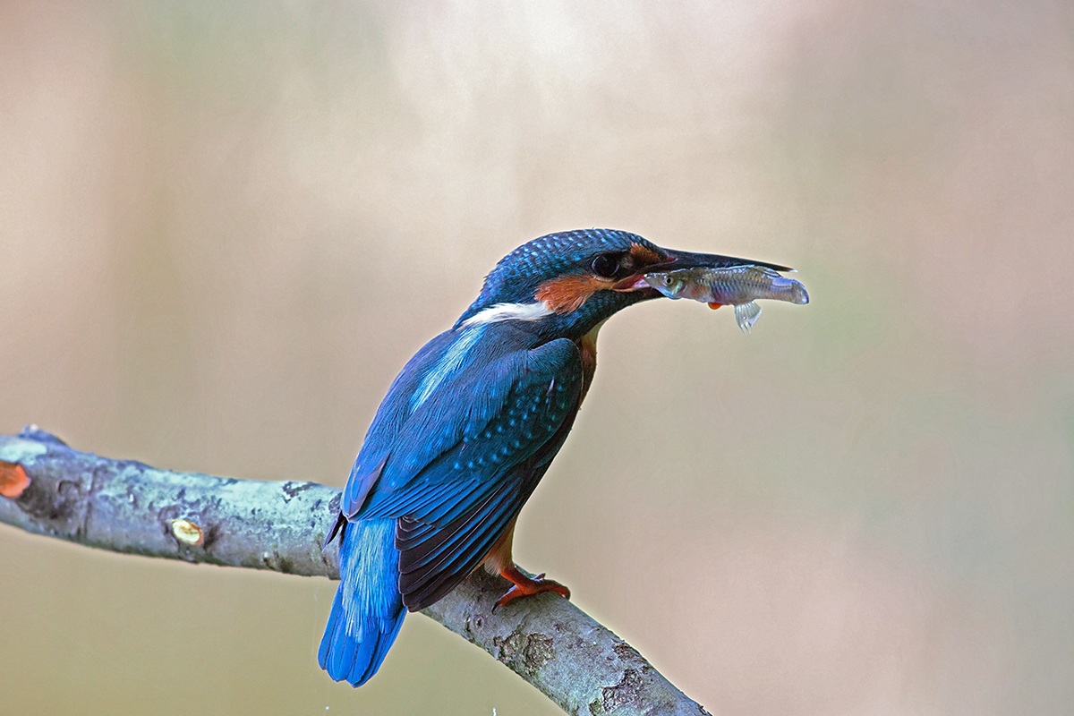Kingfisher