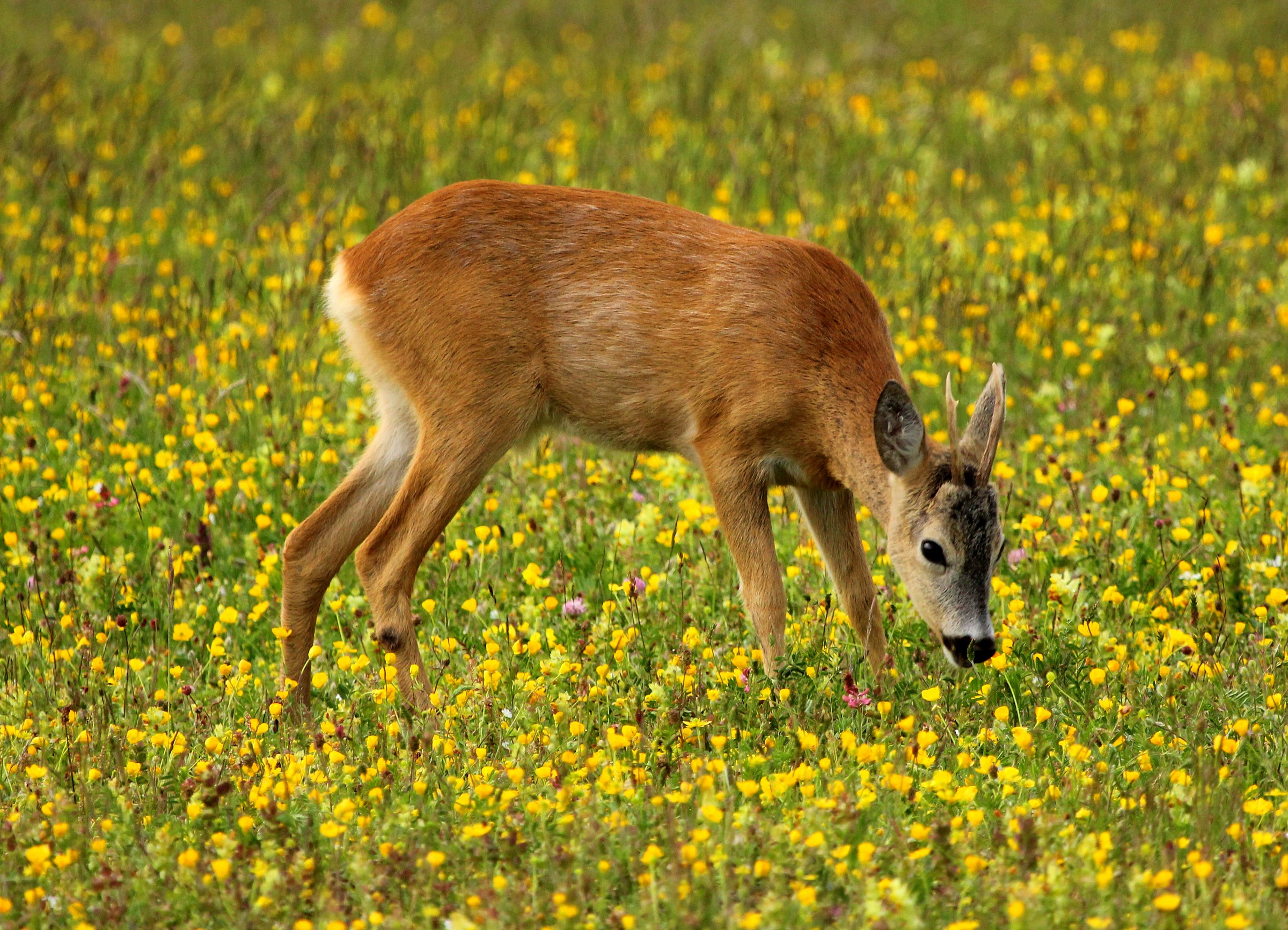 giovane capriolo nella fioritura dei Monti Sibillini