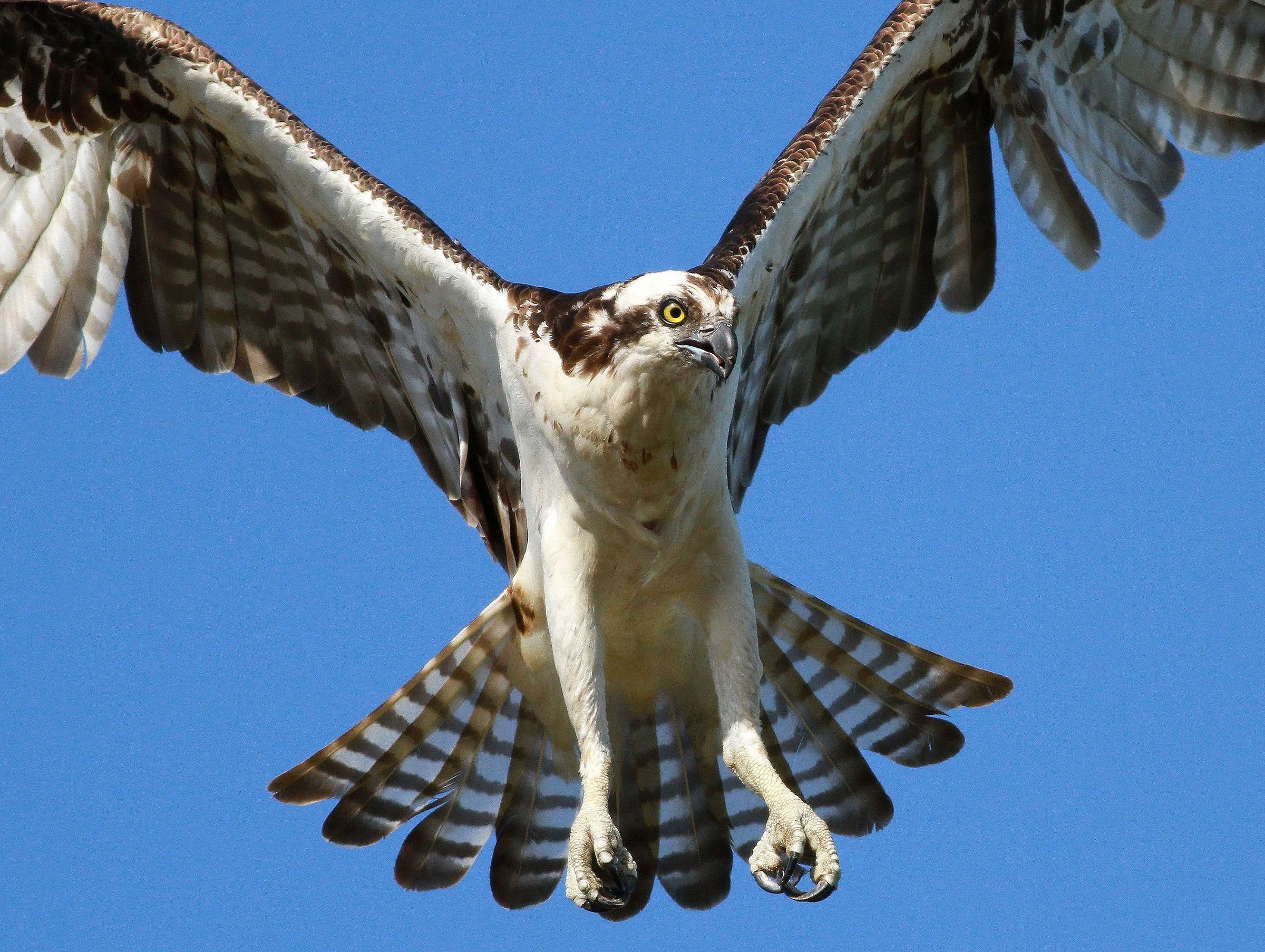 From the Fish's Perspective