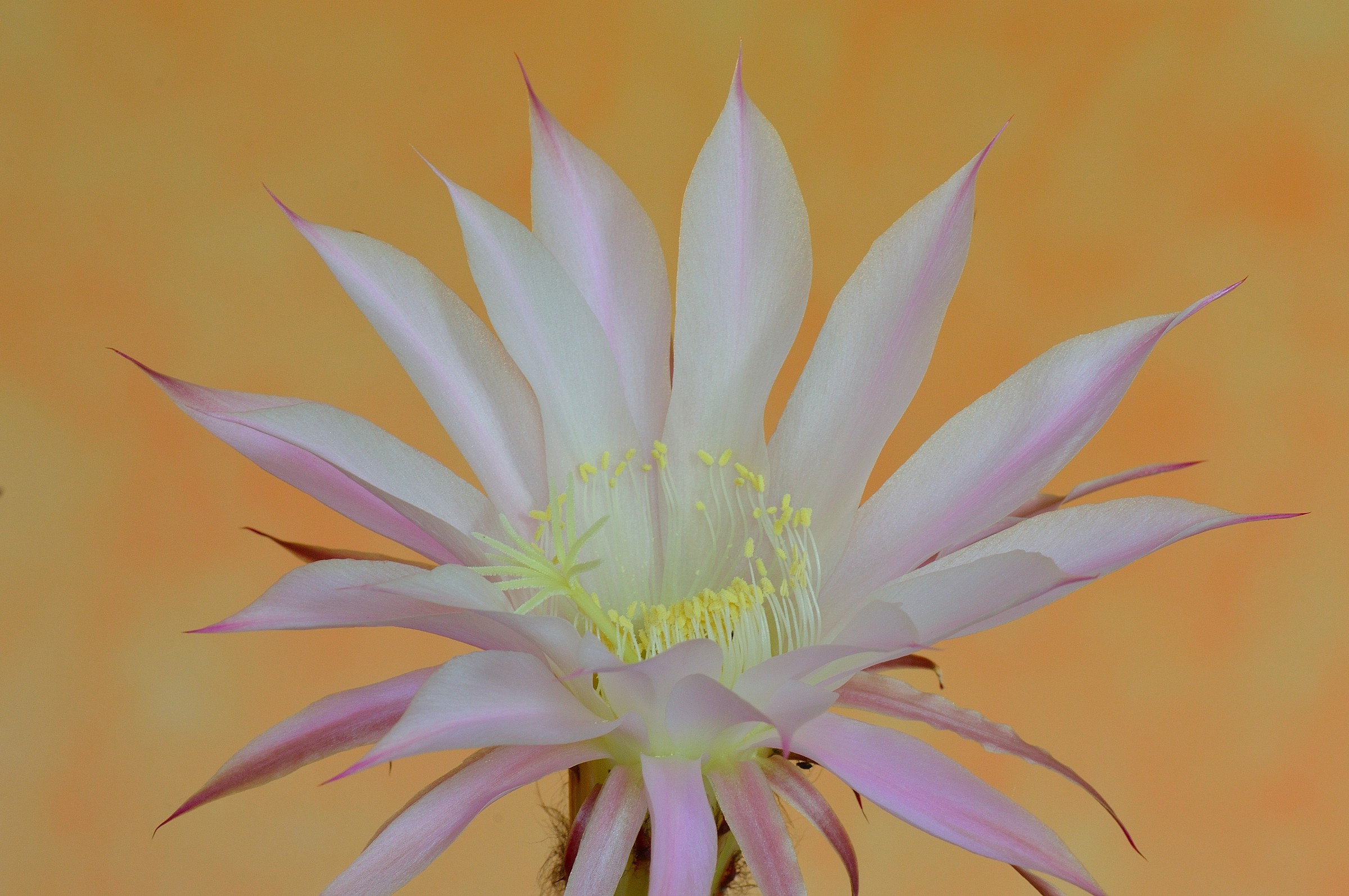 fiore di pianta grassa