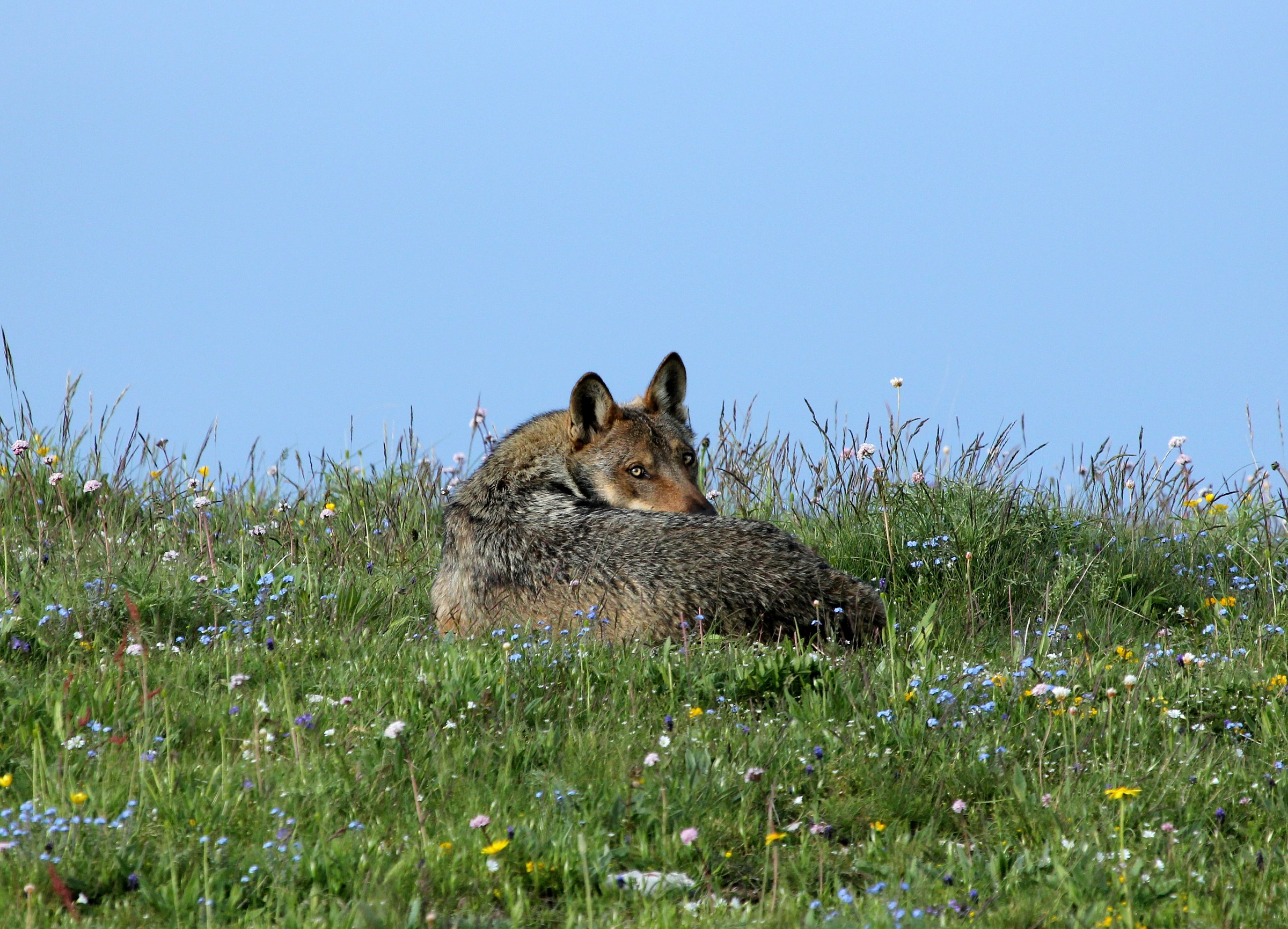 Lupo sorpreso nel sonno, Parco Nazionale Monti Sibillin