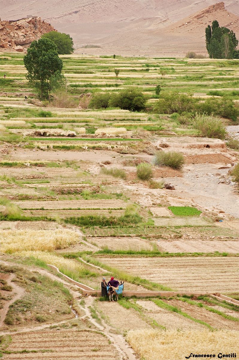 Coltivazioni nella valle del Draa
