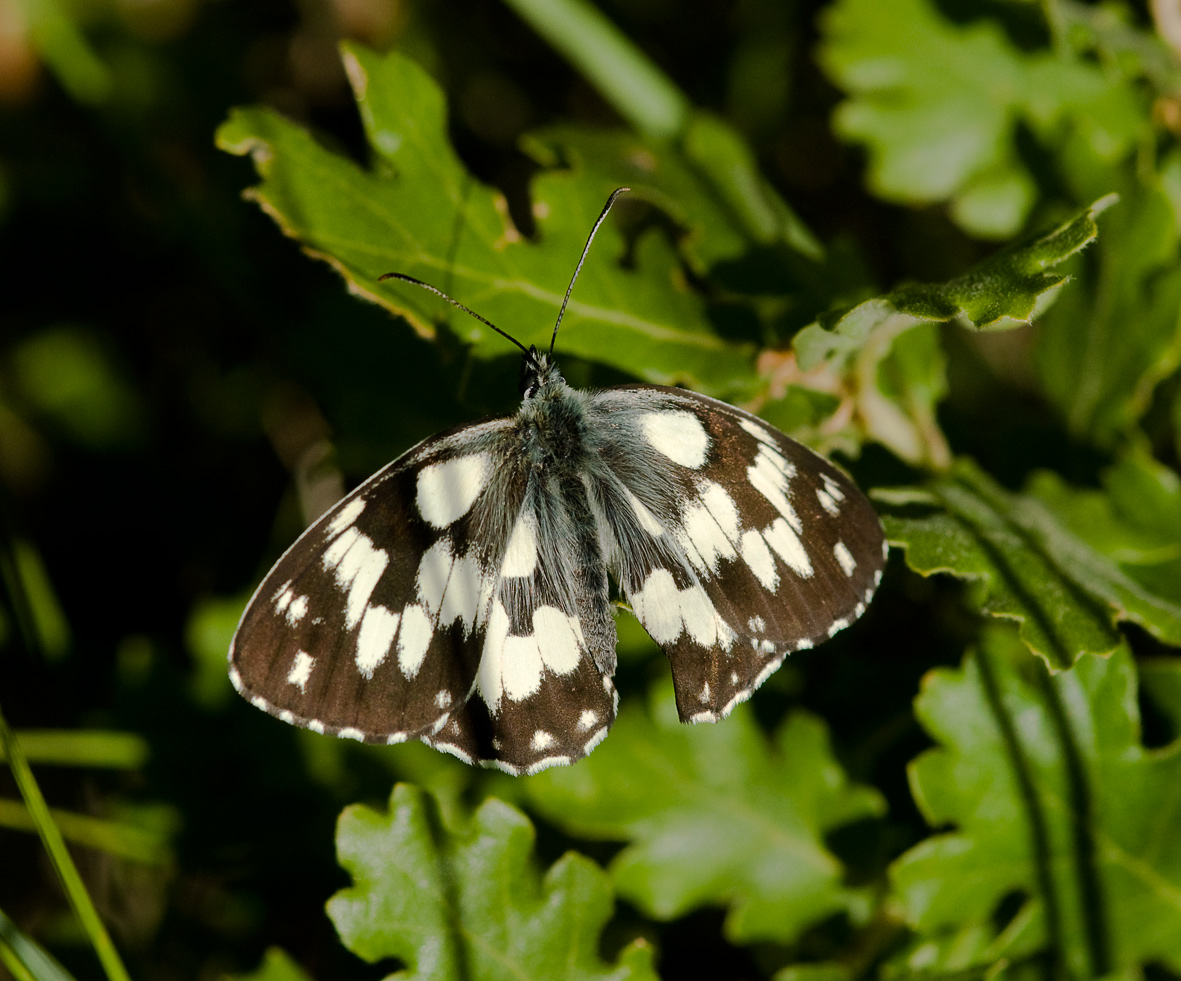 Melanargia galathea