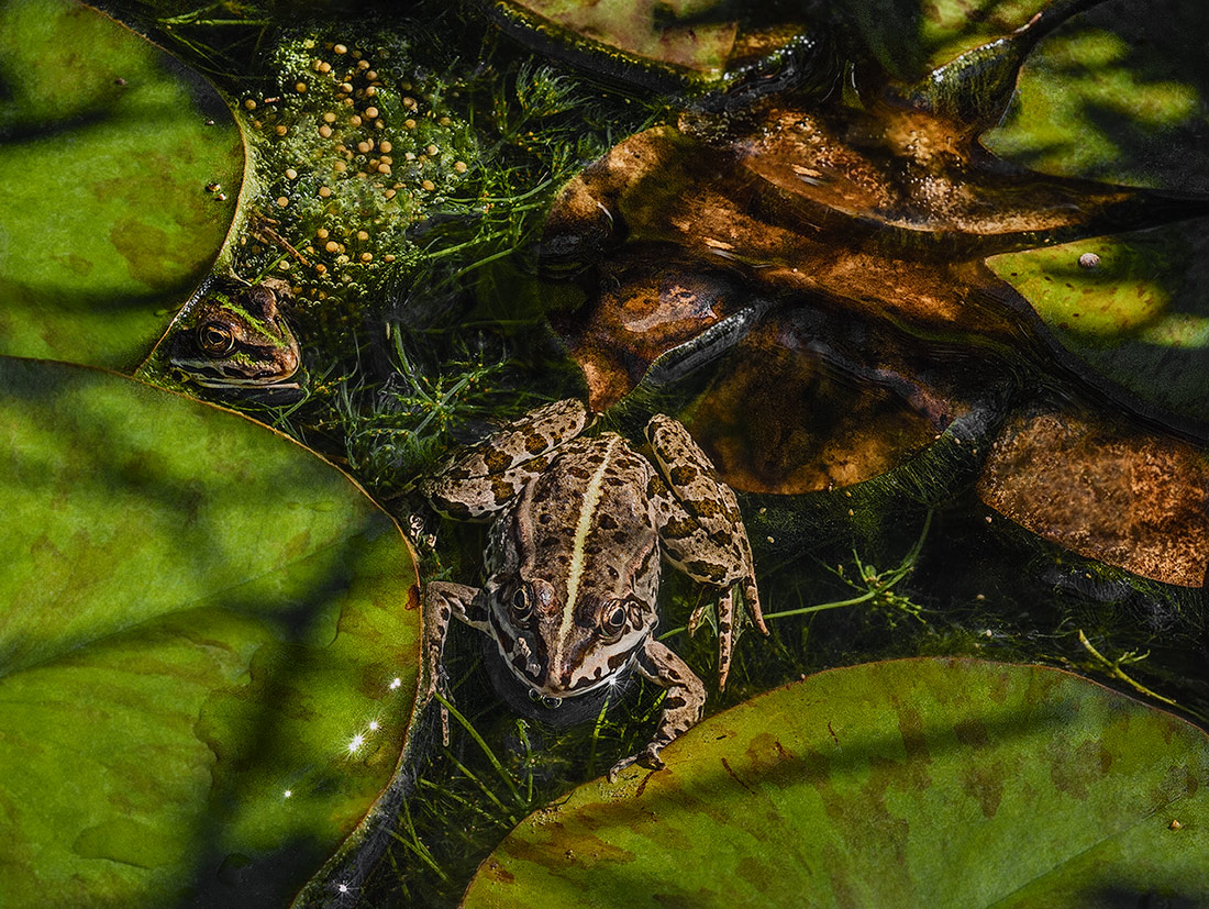 La vegetazione dello stagno
