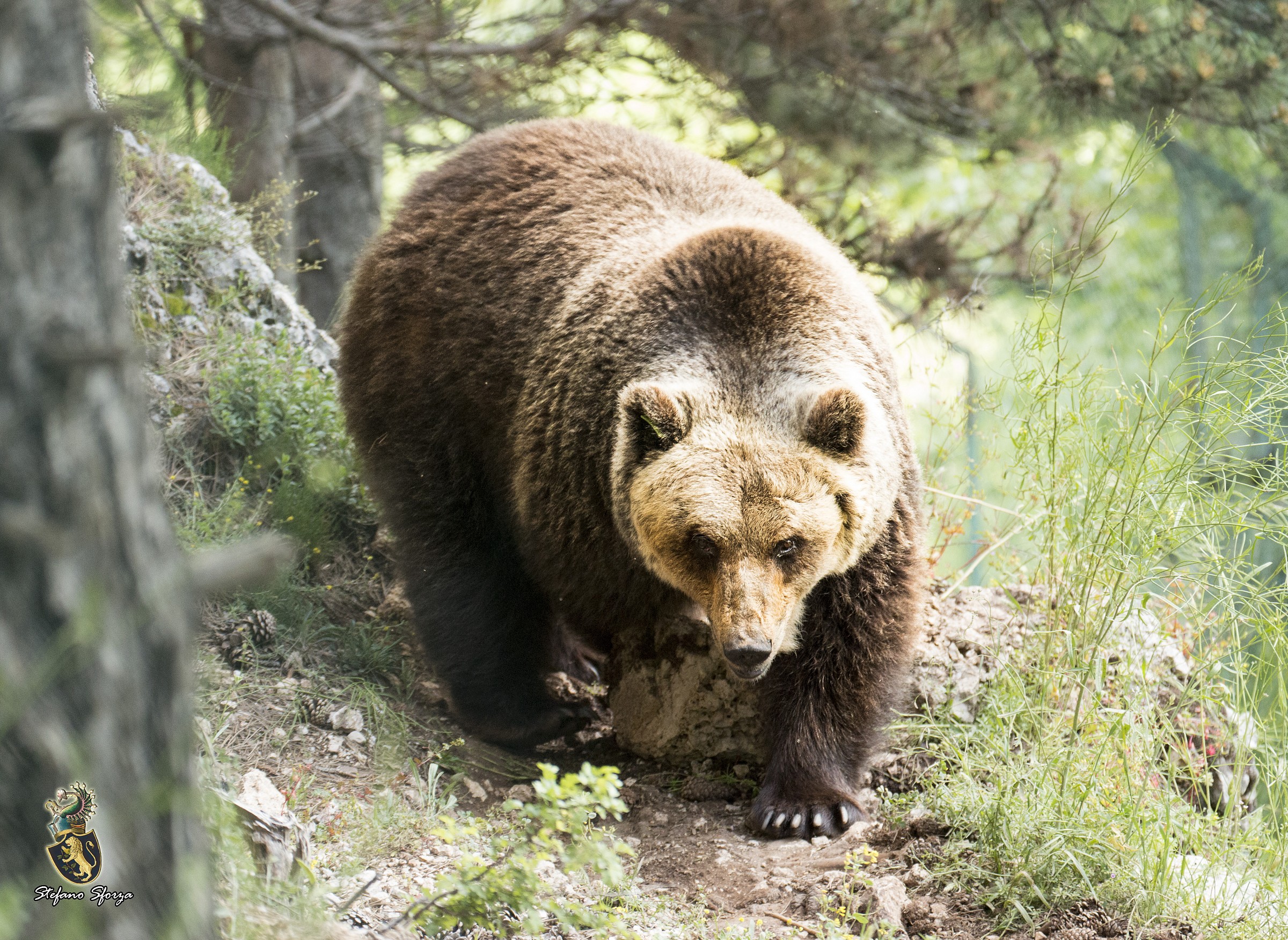 Walking in the woods