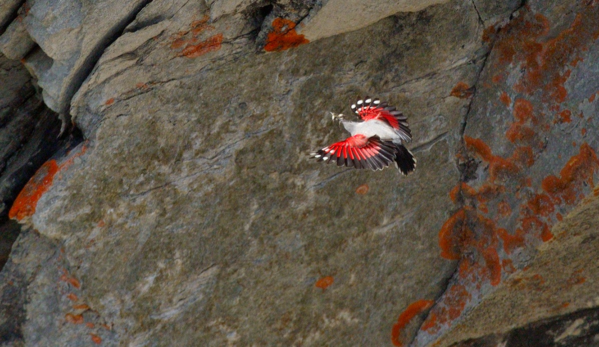 Picchio Muraiolo con licheni
