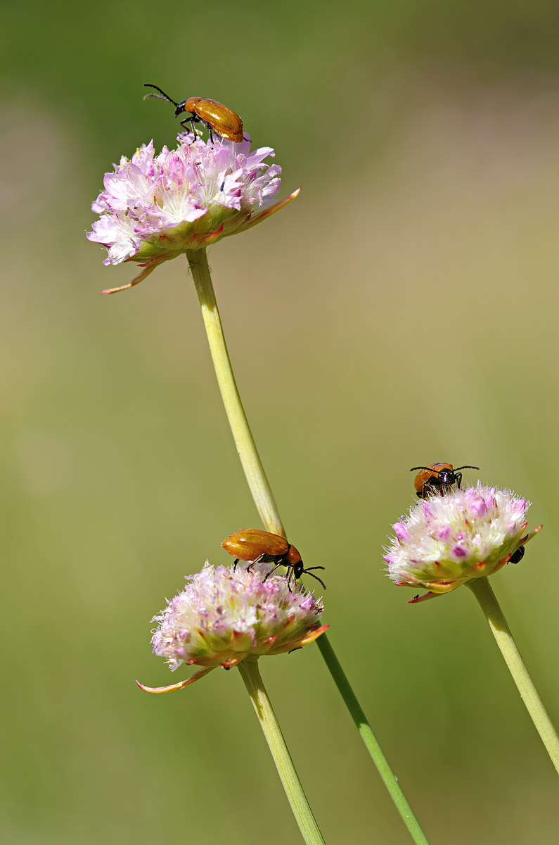 A ciascuno il suo fiore