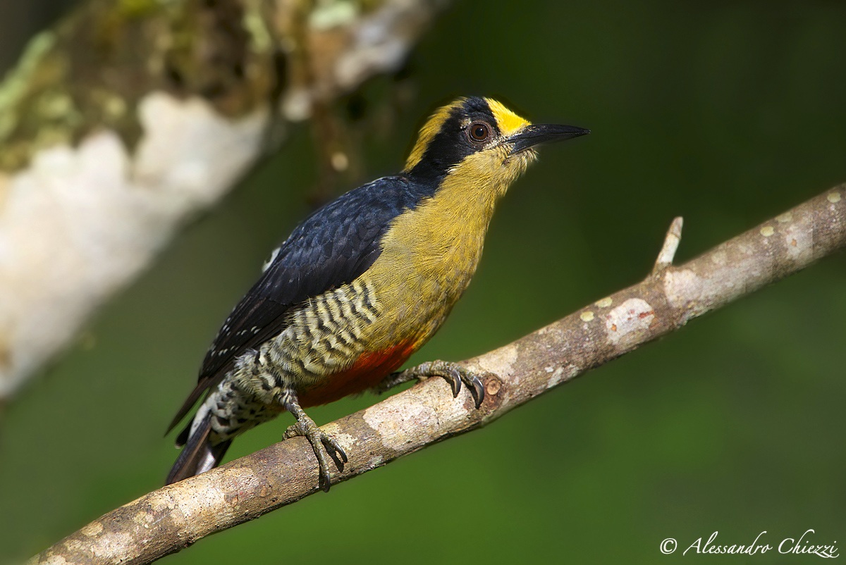 Golden nape Woodpecker (female)