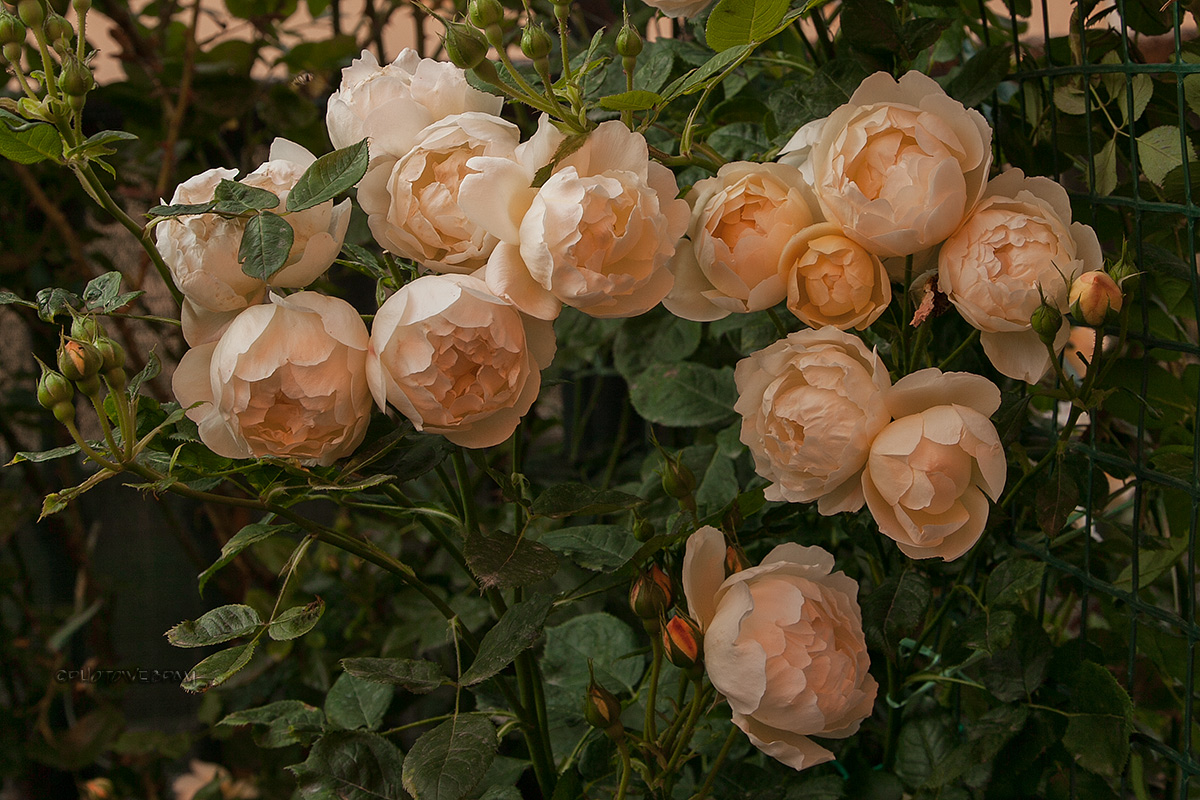 Rosa Wollerton Old Hall