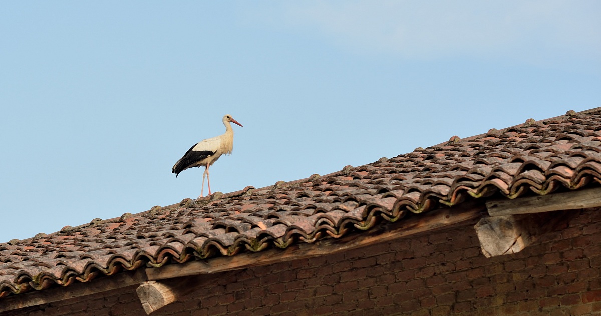 Cicogna sul tetto che scotta ...