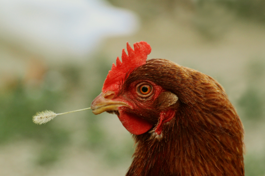 The chicken in the Far West