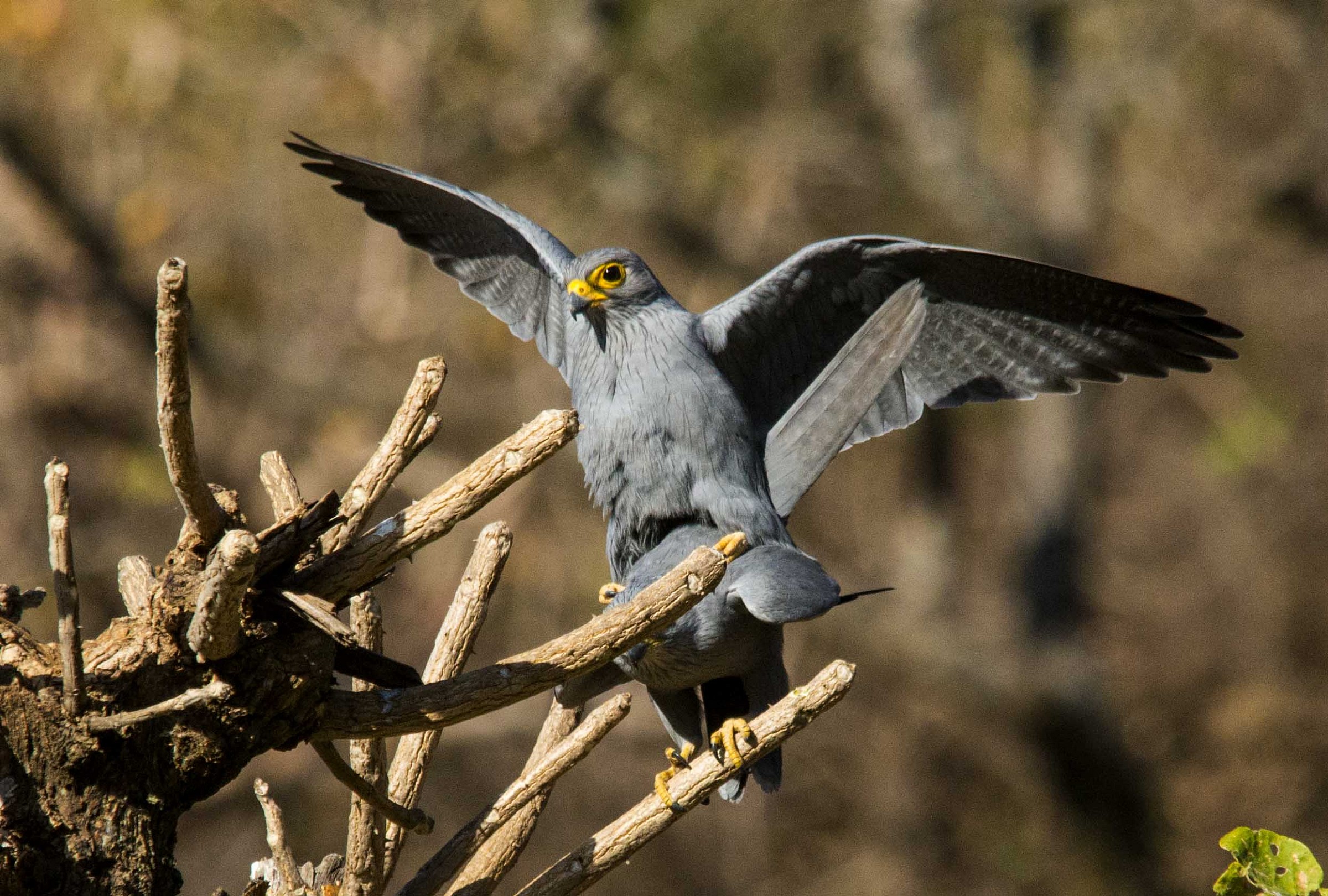 Falco ardosiaceus