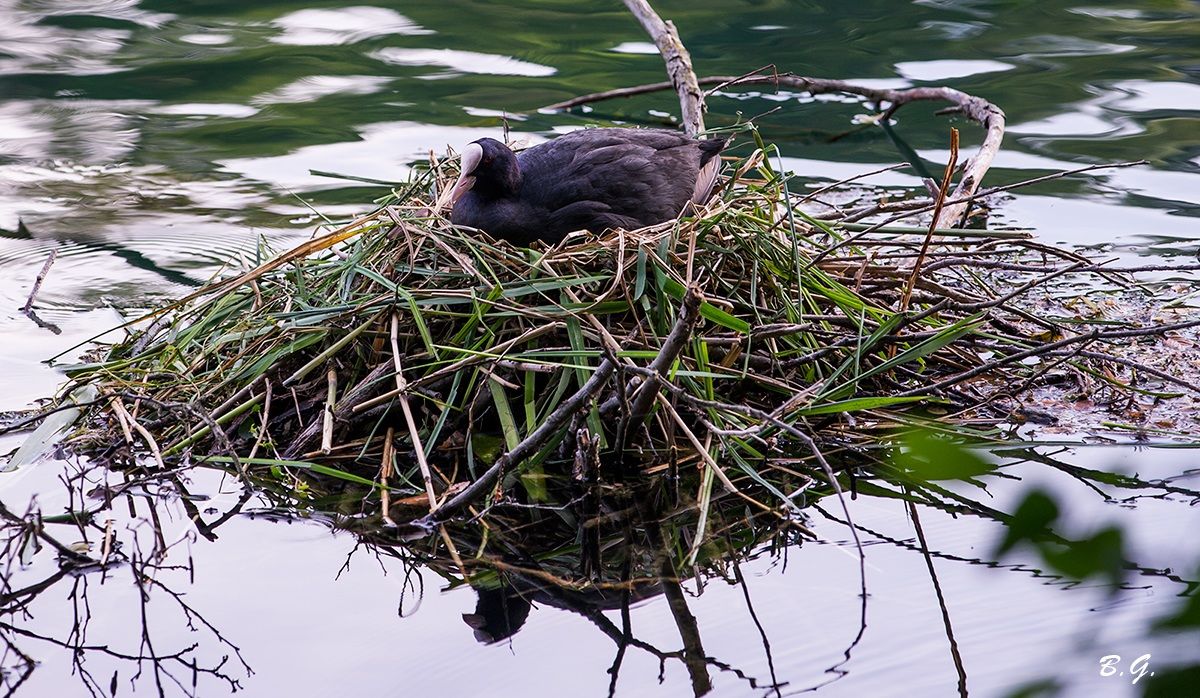 A nest by Engineer