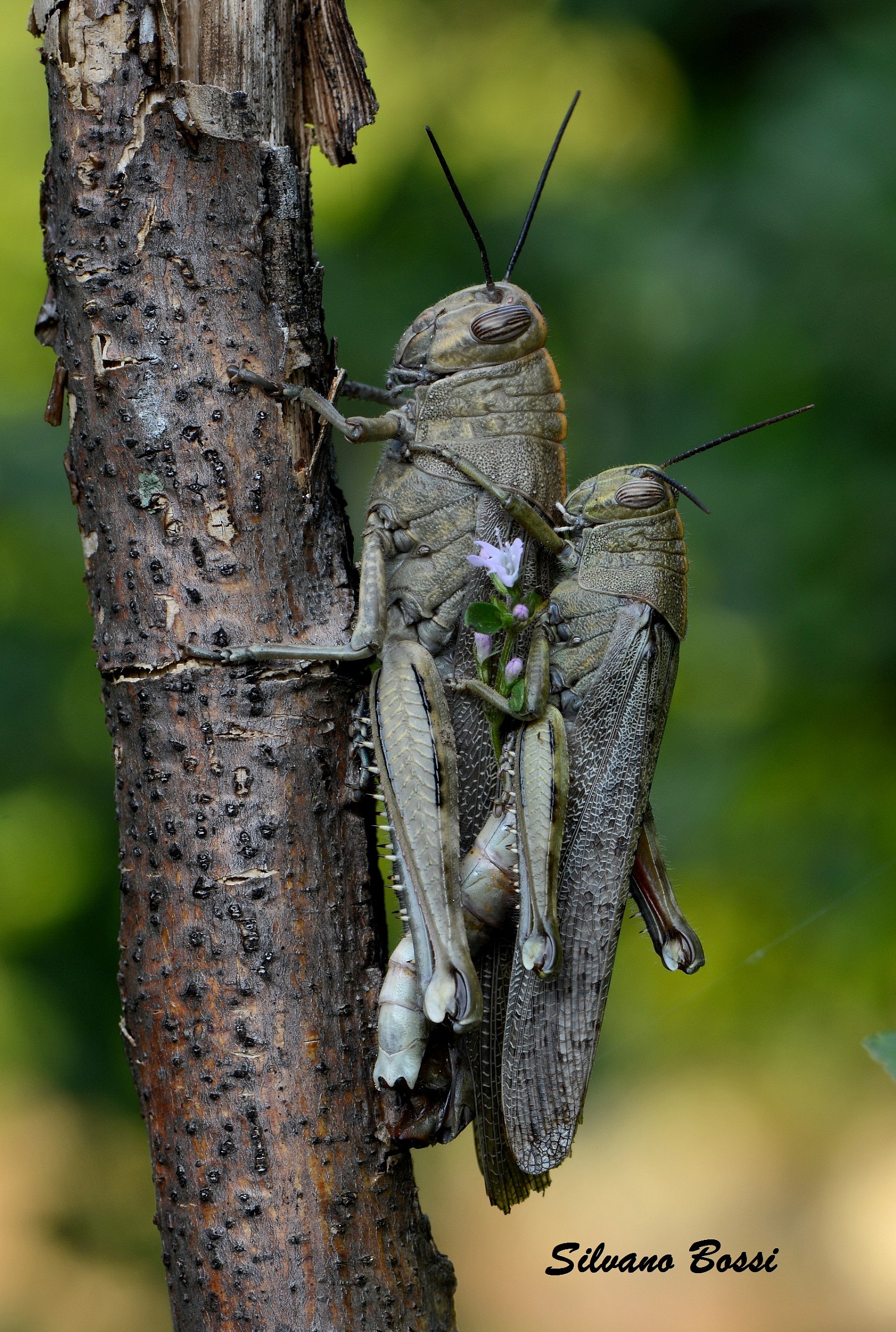 with two flowers ...