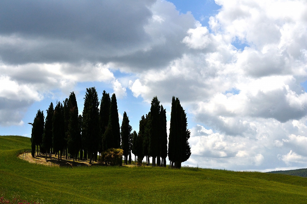 Cipressi toscani