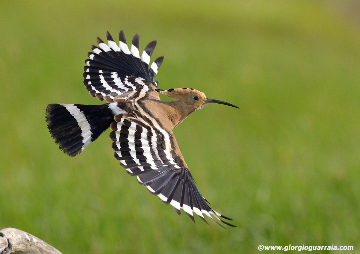 Hoopoe