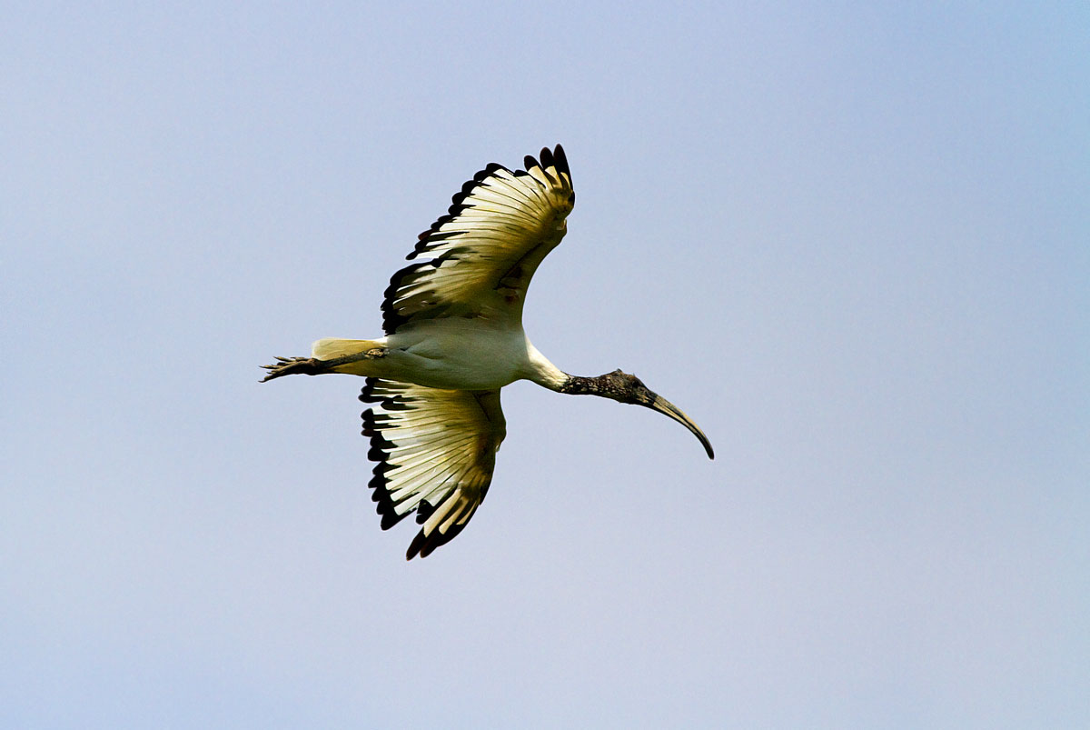ibis