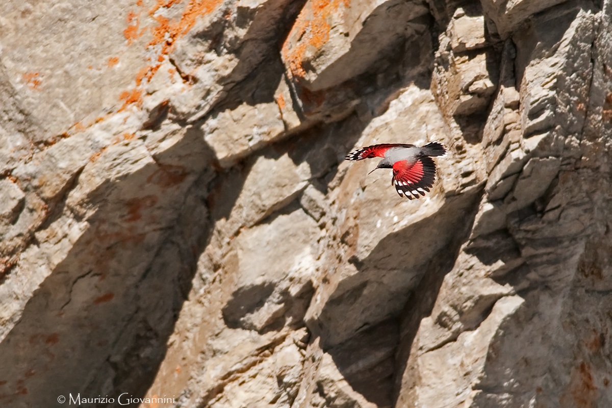 Wallcreeper