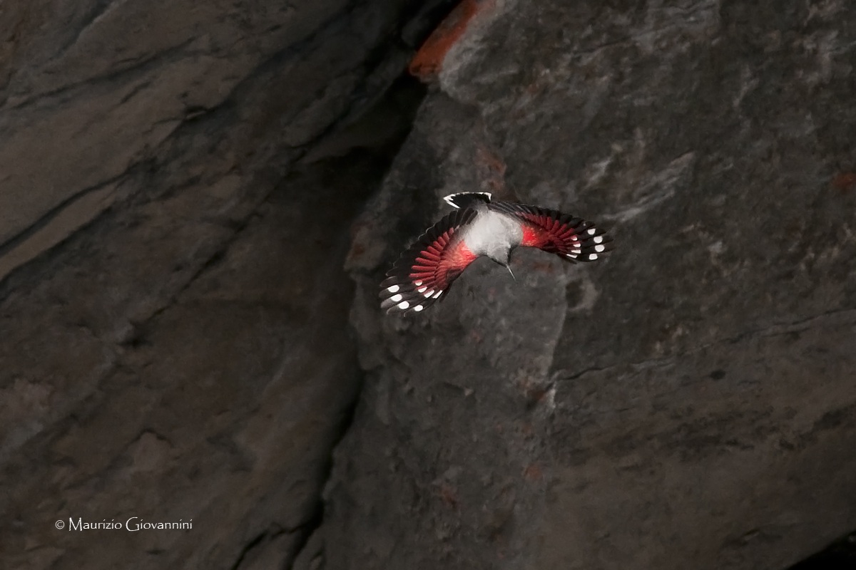 Wallcreeper
