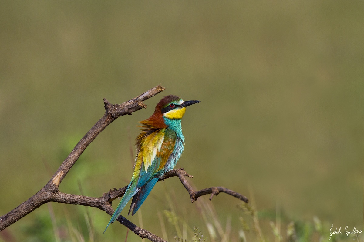 gruccione al tramonto
