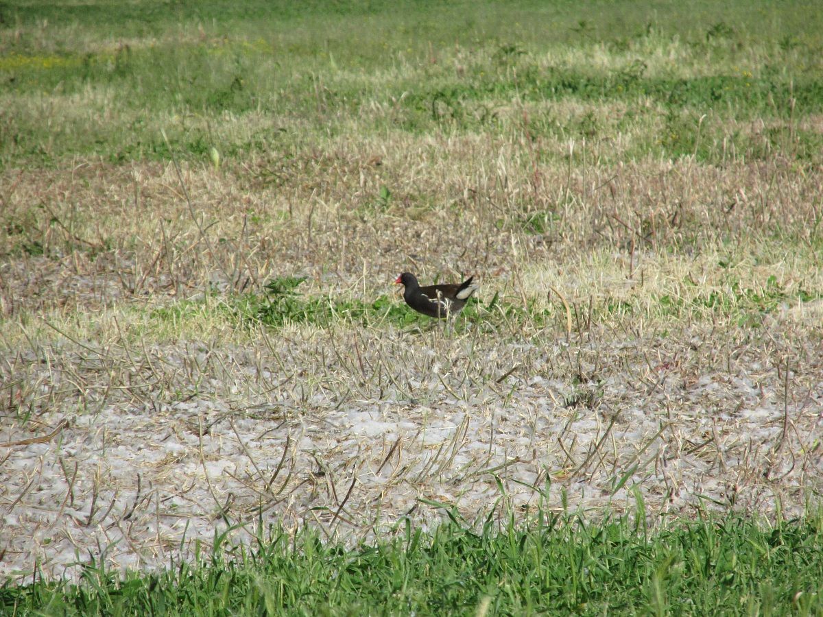 Moorhen