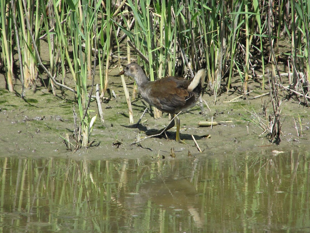 Young Moorhen