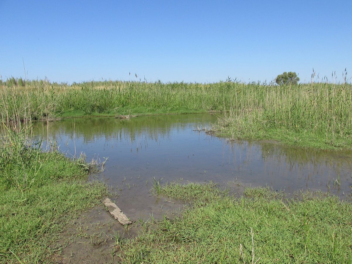 Swamp of Torre Flavia