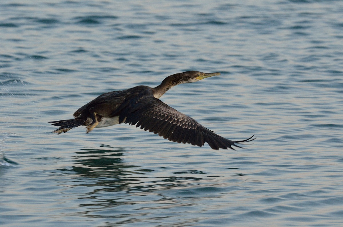 marangone dal ciuffo