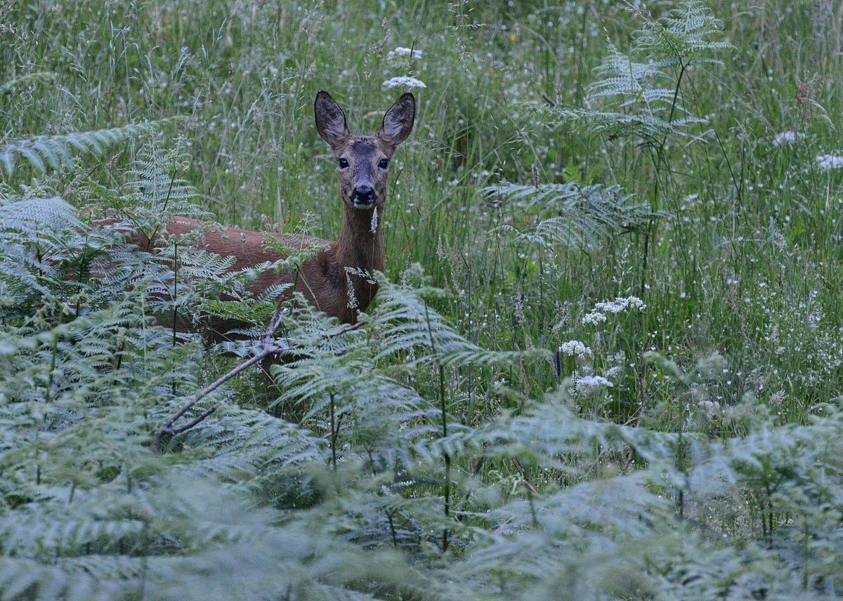 roe deer (almost dark)
