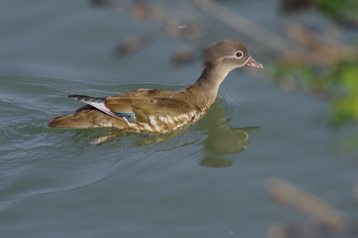 femmina anatra mandarina