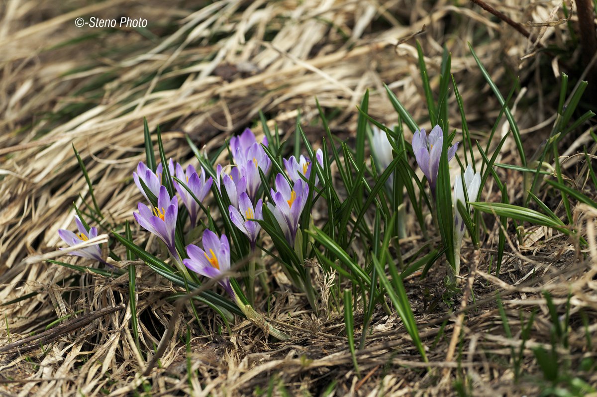 Last crocus