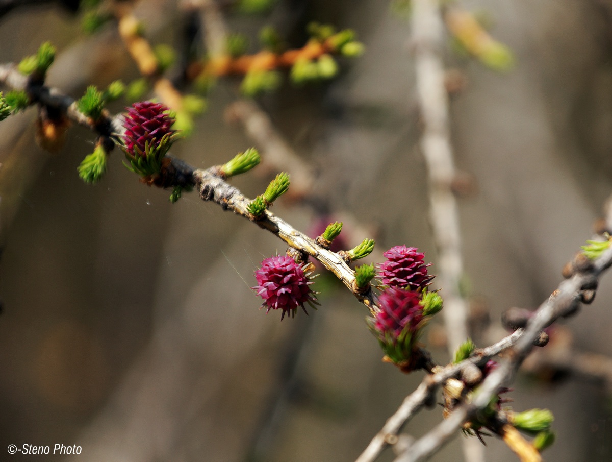 Flowers Larch