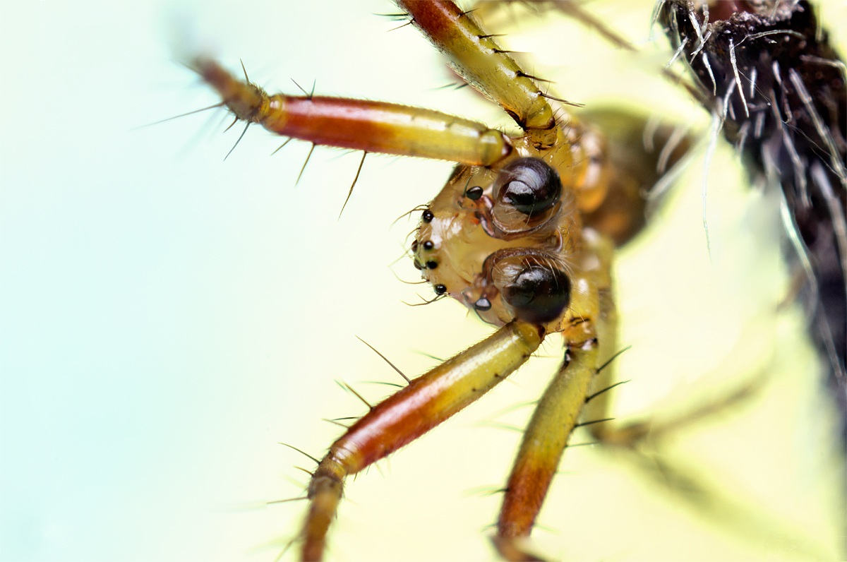 Araniella Cucurbitina