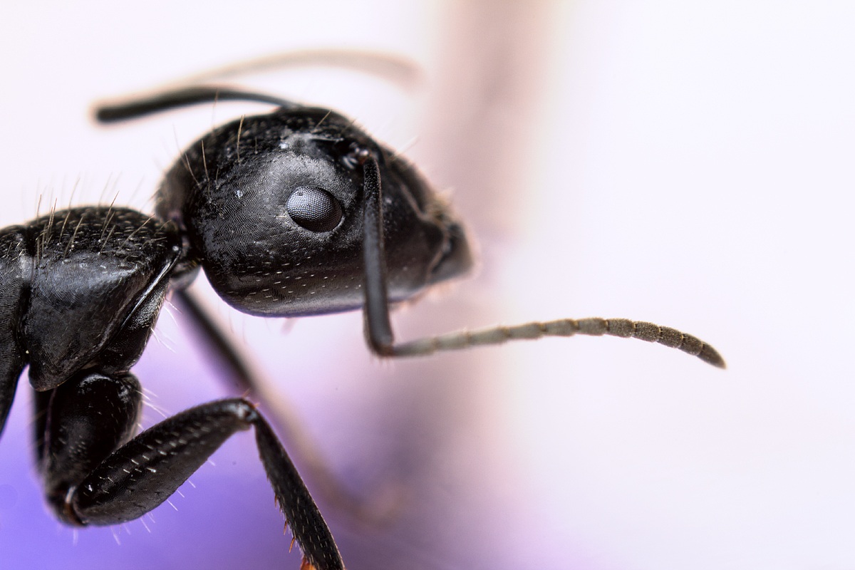 Camponotus vagus