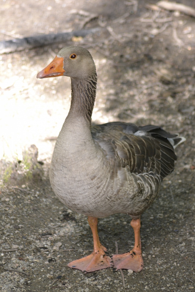 Torbiera di Agrate conturbia