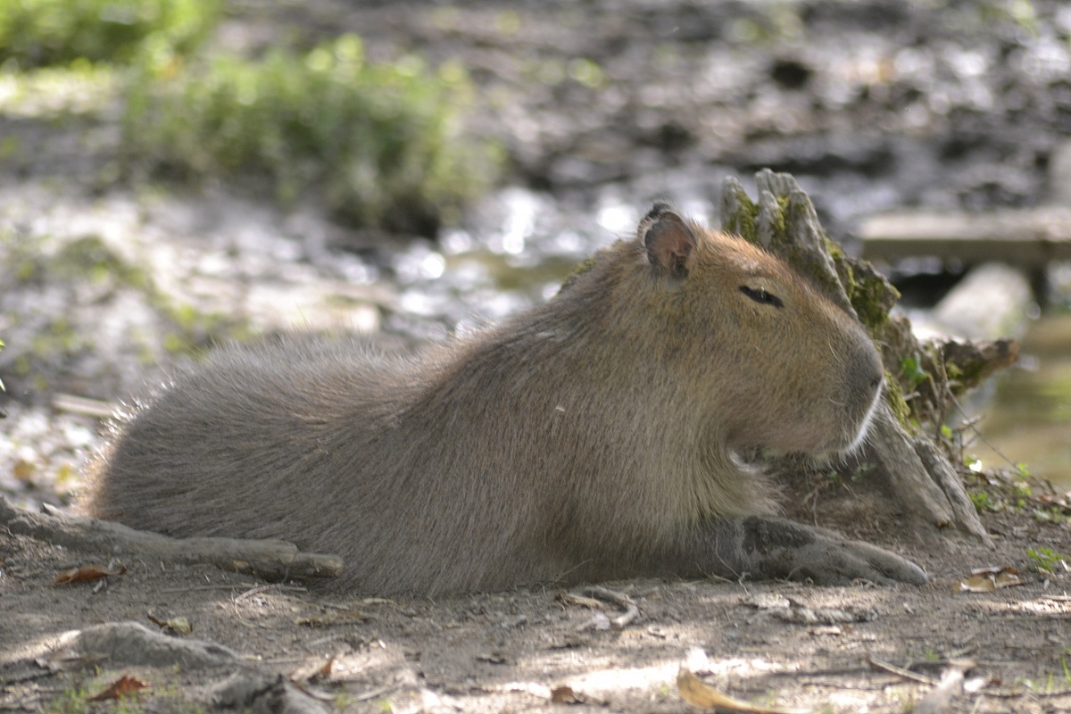 Torbiera di Agrate conturbia