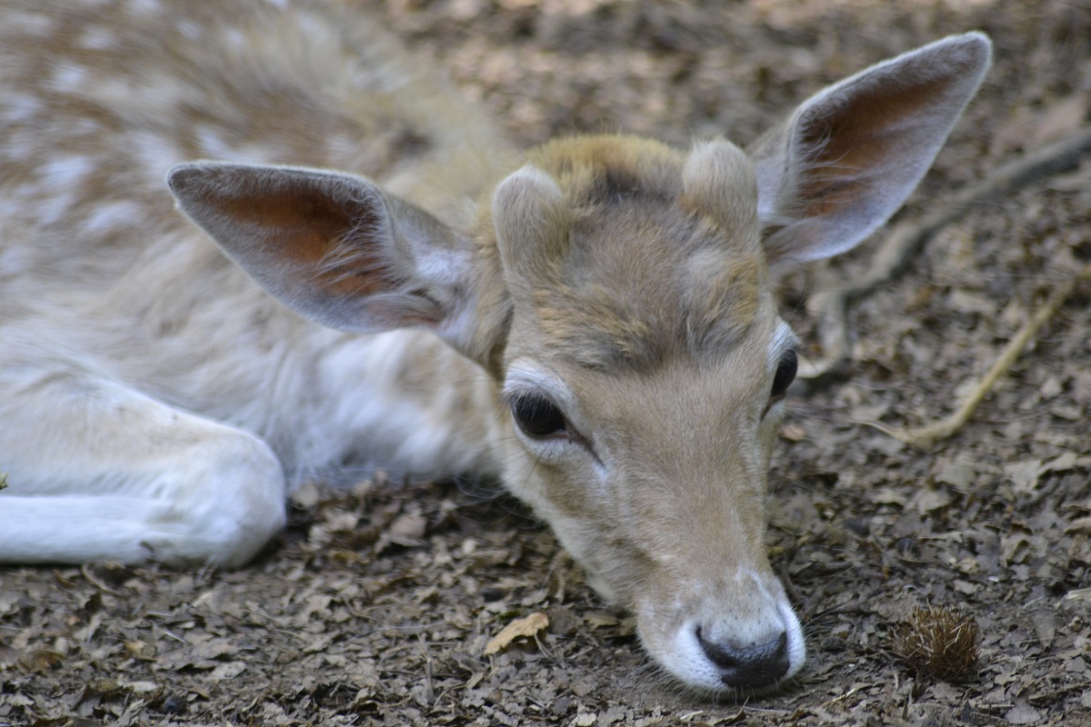 Torbiera di Agrate conturbia