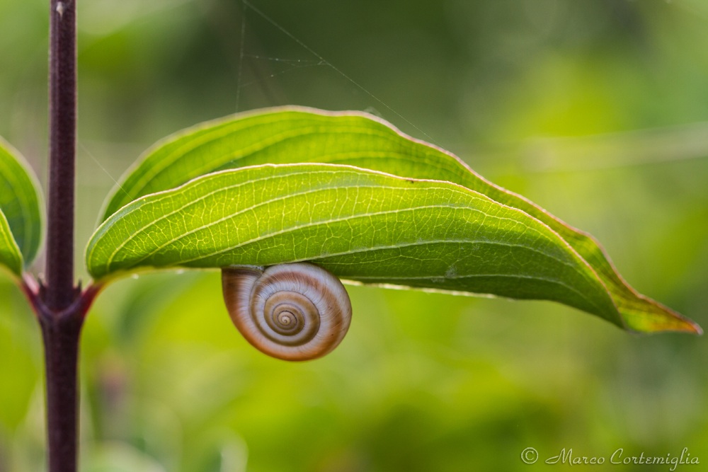 Questa è la mia casa