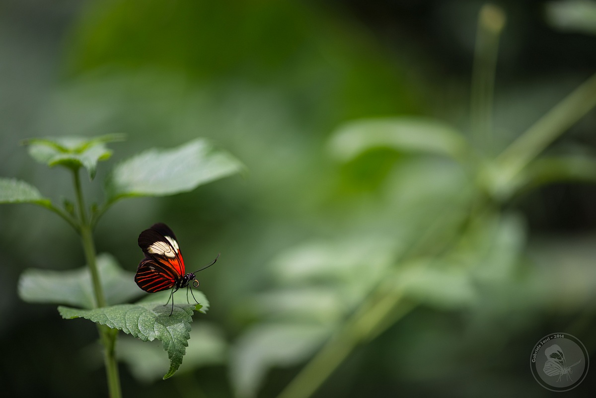Among the vegetation