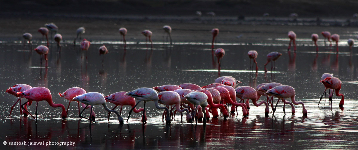 Flamingoes