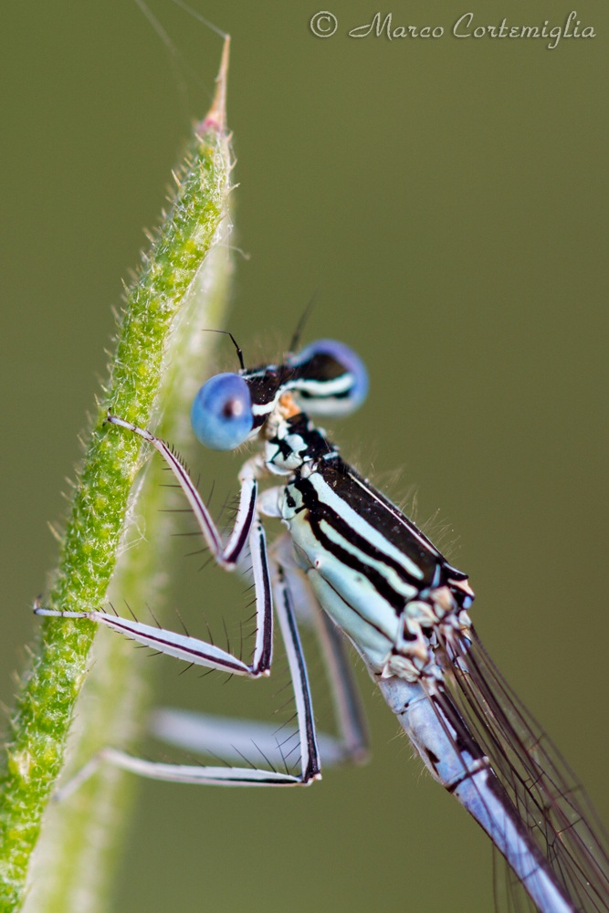 Platycnemis pennipes