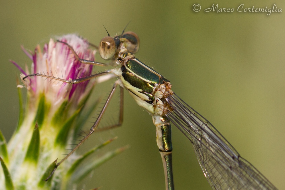 Lestes sponsa