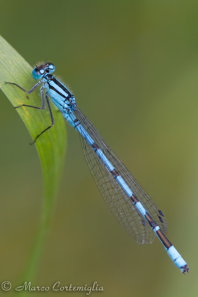 Enallagma cyathigerum