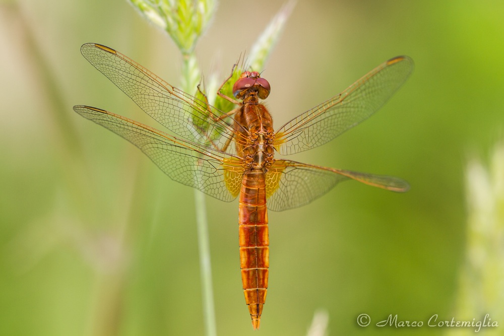 Crocothemis erythraea