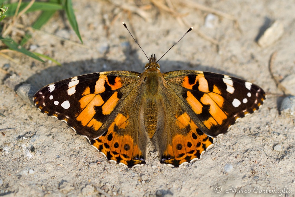 Vanessa cardui