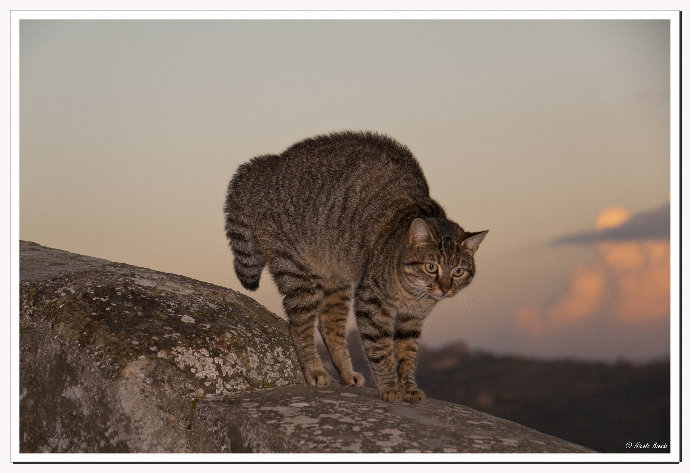 Cat touchy objective