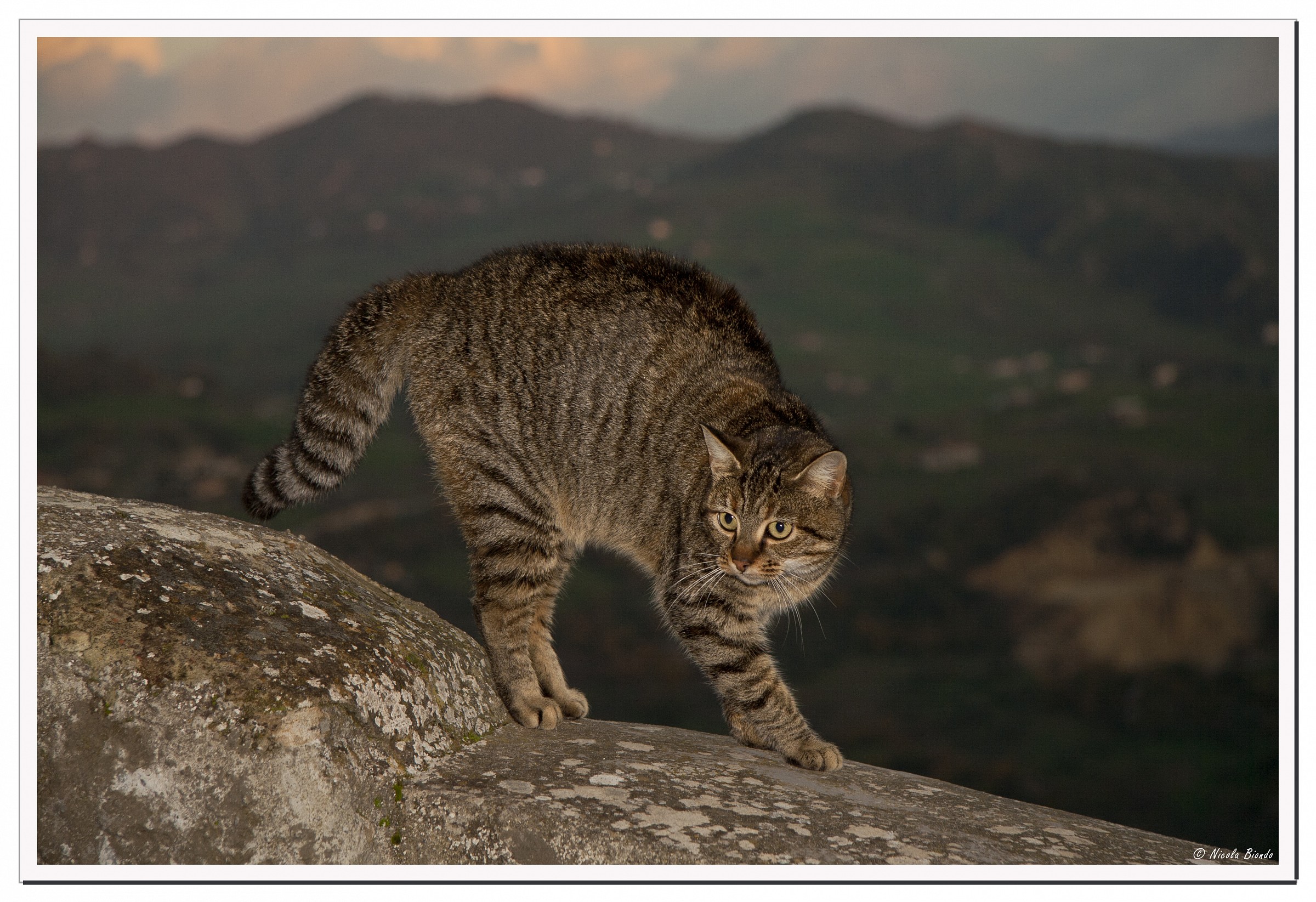 Cat of the district Santa Maria Maggiore