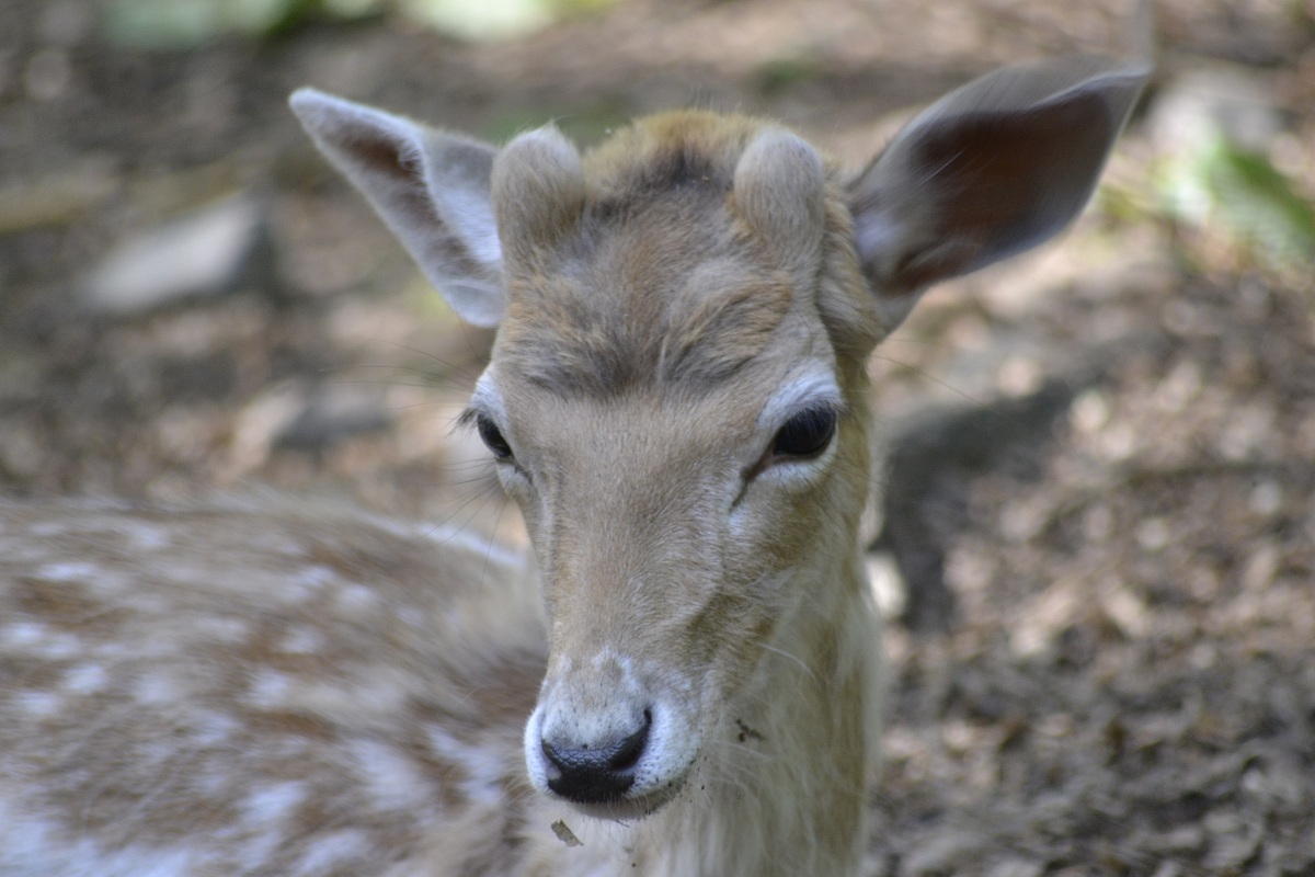 Torbiera di Agrate conturbia