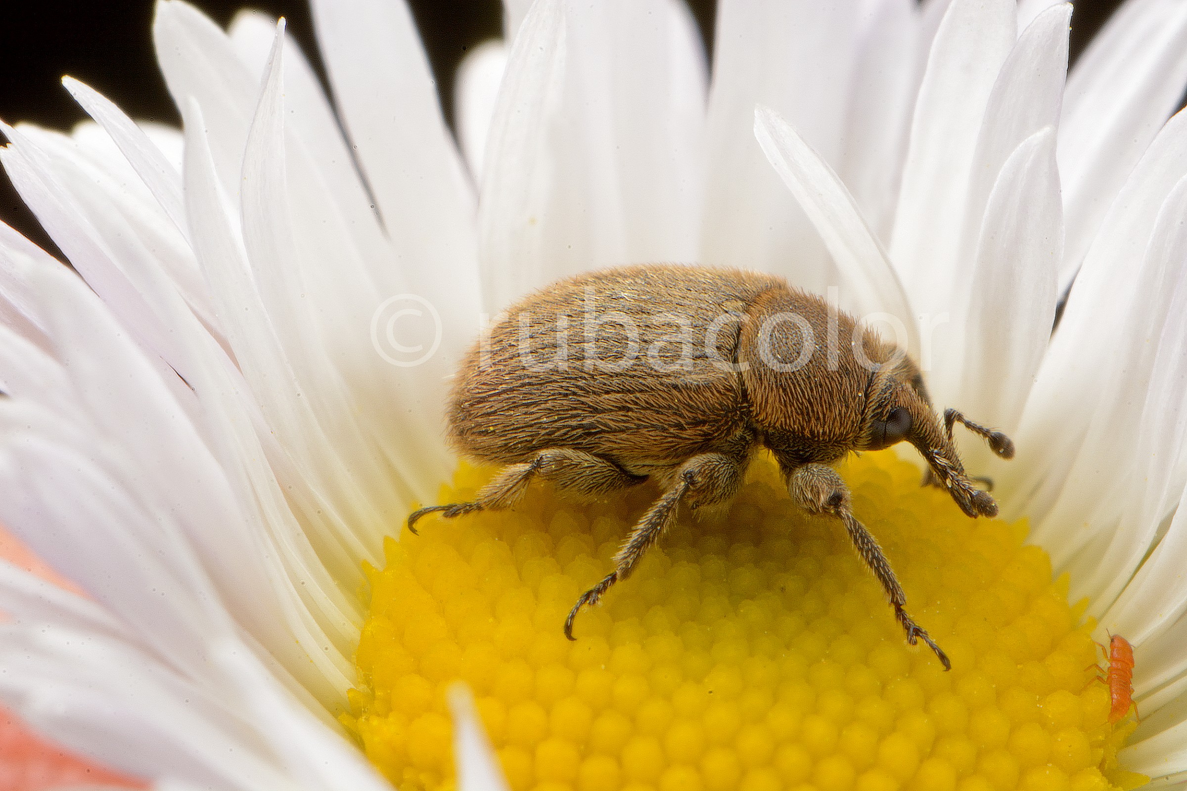 Il gigante e la bambina