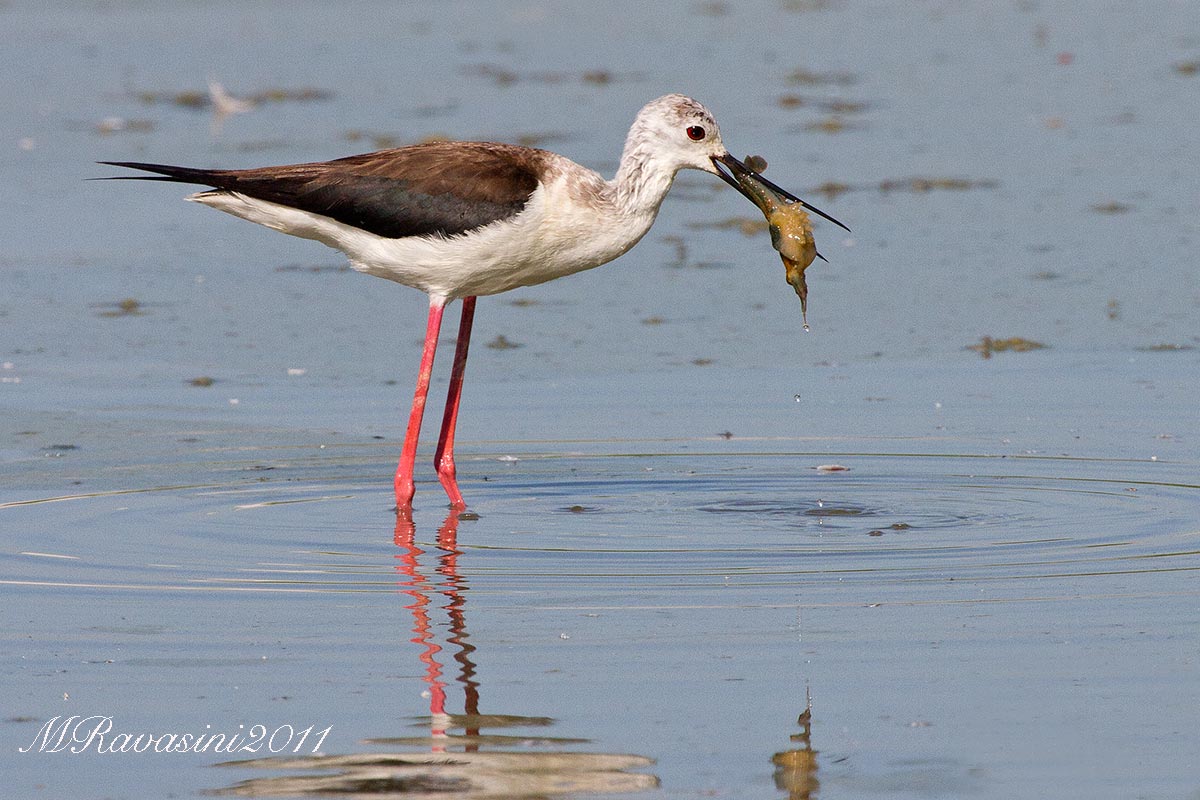 Cavaliere femmina con gambero